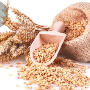Seed Seed  (125 per packet)