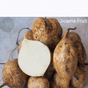 Jicama / sak aloo / saag aloo / sag alu Seed  (15 per packet)