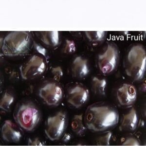 Jambolan/Java plum/Black plum/Jamun/Njaval Fruit Seed 50gm Seeds Seed  (50 g)