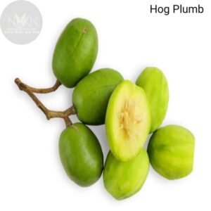 Hog Plum Plant  (Hybrid, Pack of 1)